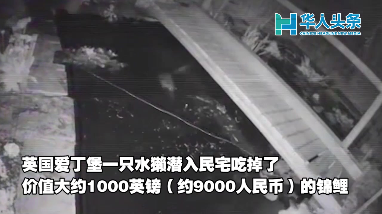 英国水獭深夜潜入民家吃掉池塘里的锦鲤价值约1000英镑【华人头条】