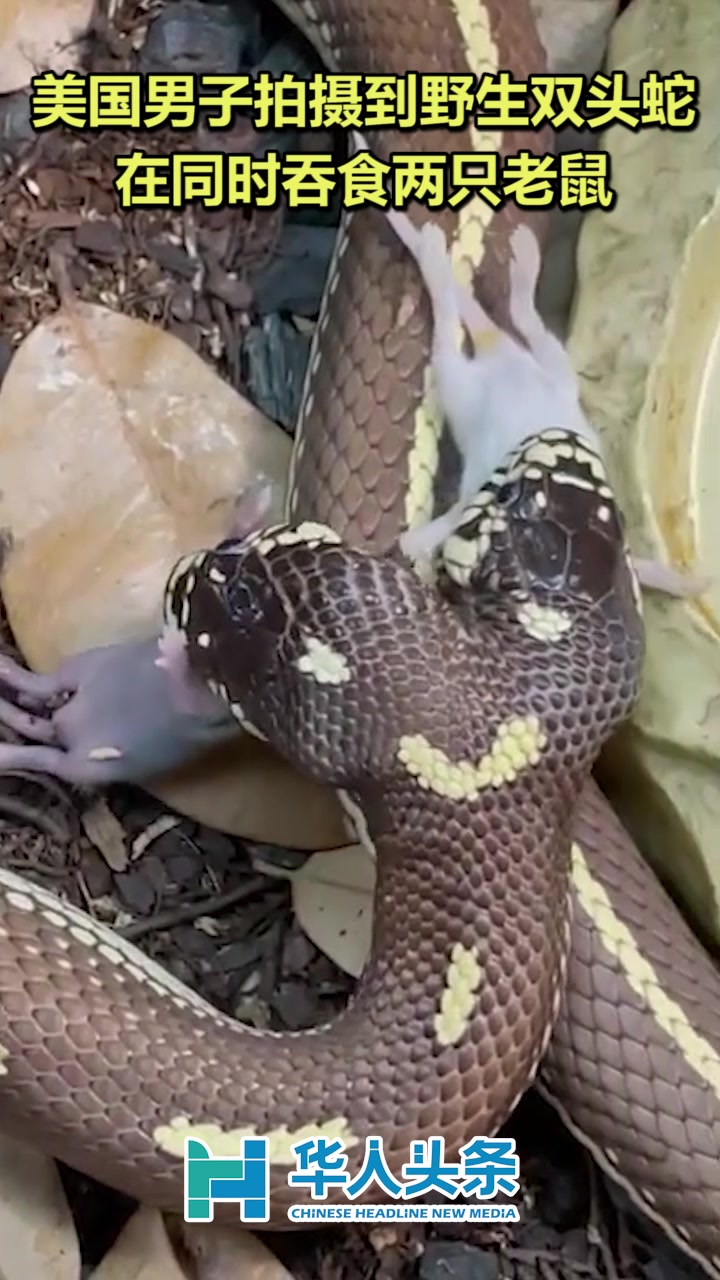 双头蛇！你见过吗？美国网友拍下双头蛇同时捕食老鼠的视频【华人头条】, image size:720x1280