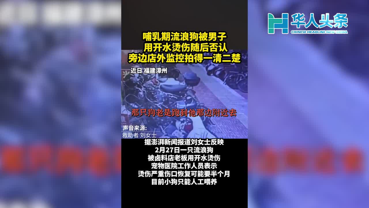 老板和老板娘都否认烫狗旁边店外监控拍得一清二楚【华人头条】