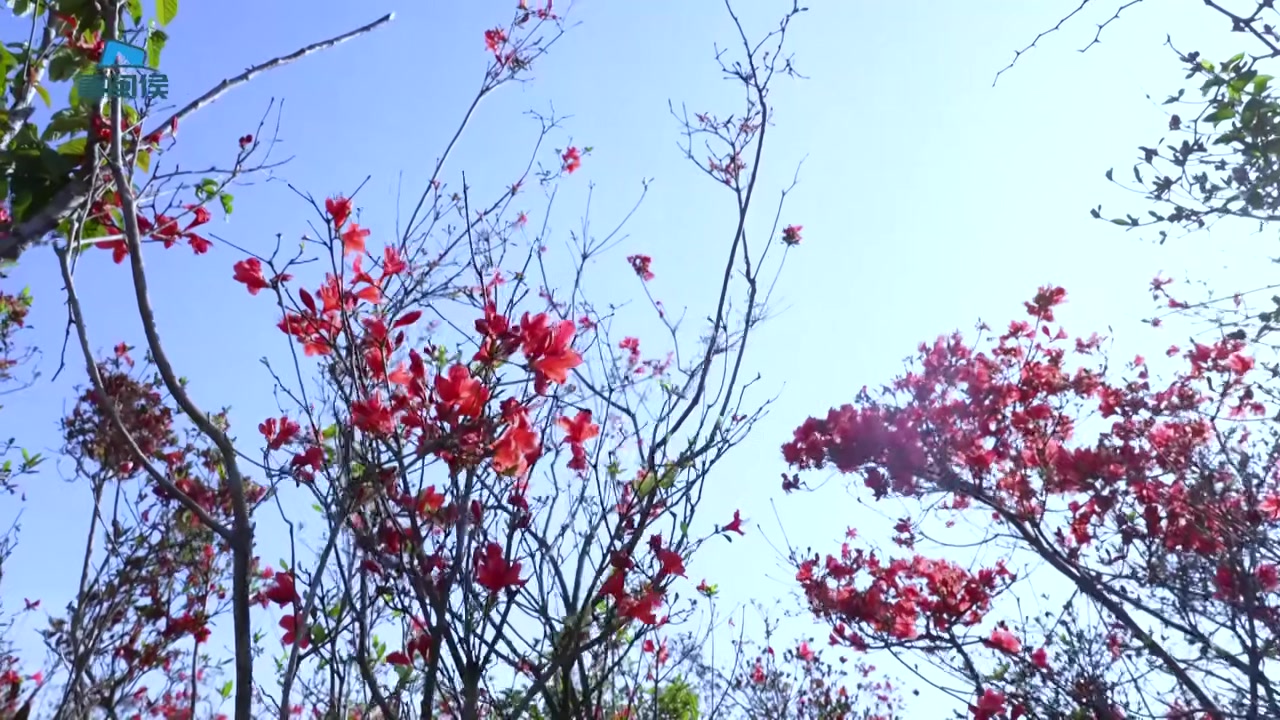 看闽侯丨当白色风车与杜鹃花海相遇浪漫