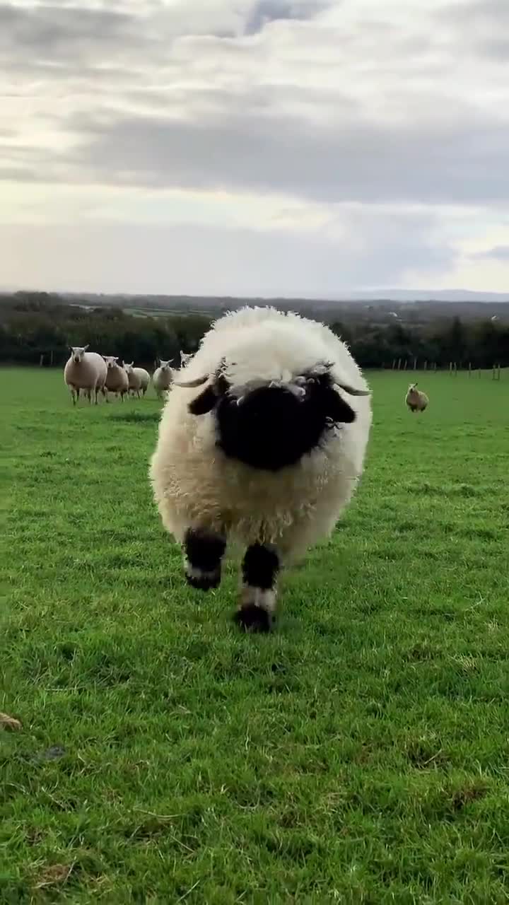 小羊肖恩的原型有多可爱_视频_中国大陆_新闻_华人头条